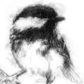 Great tit