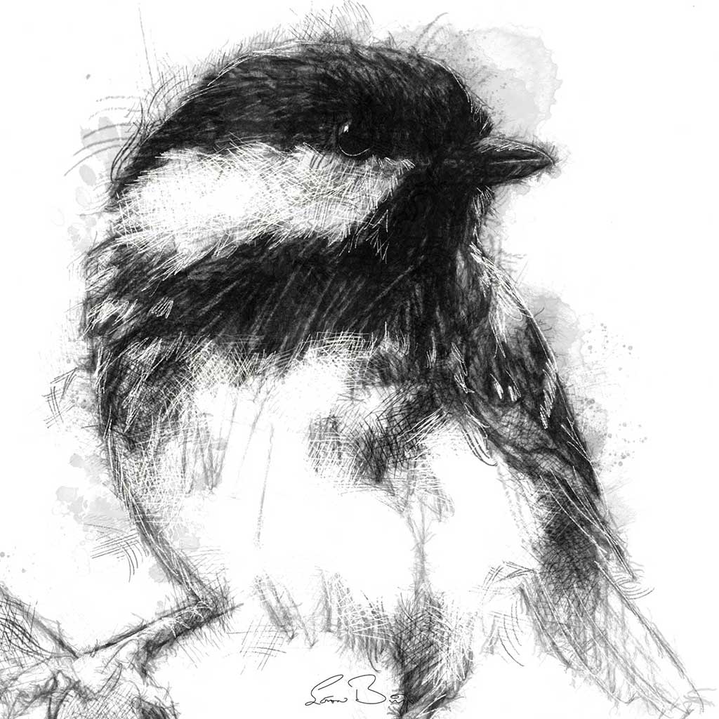 Great tit