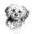 Cockerpoo