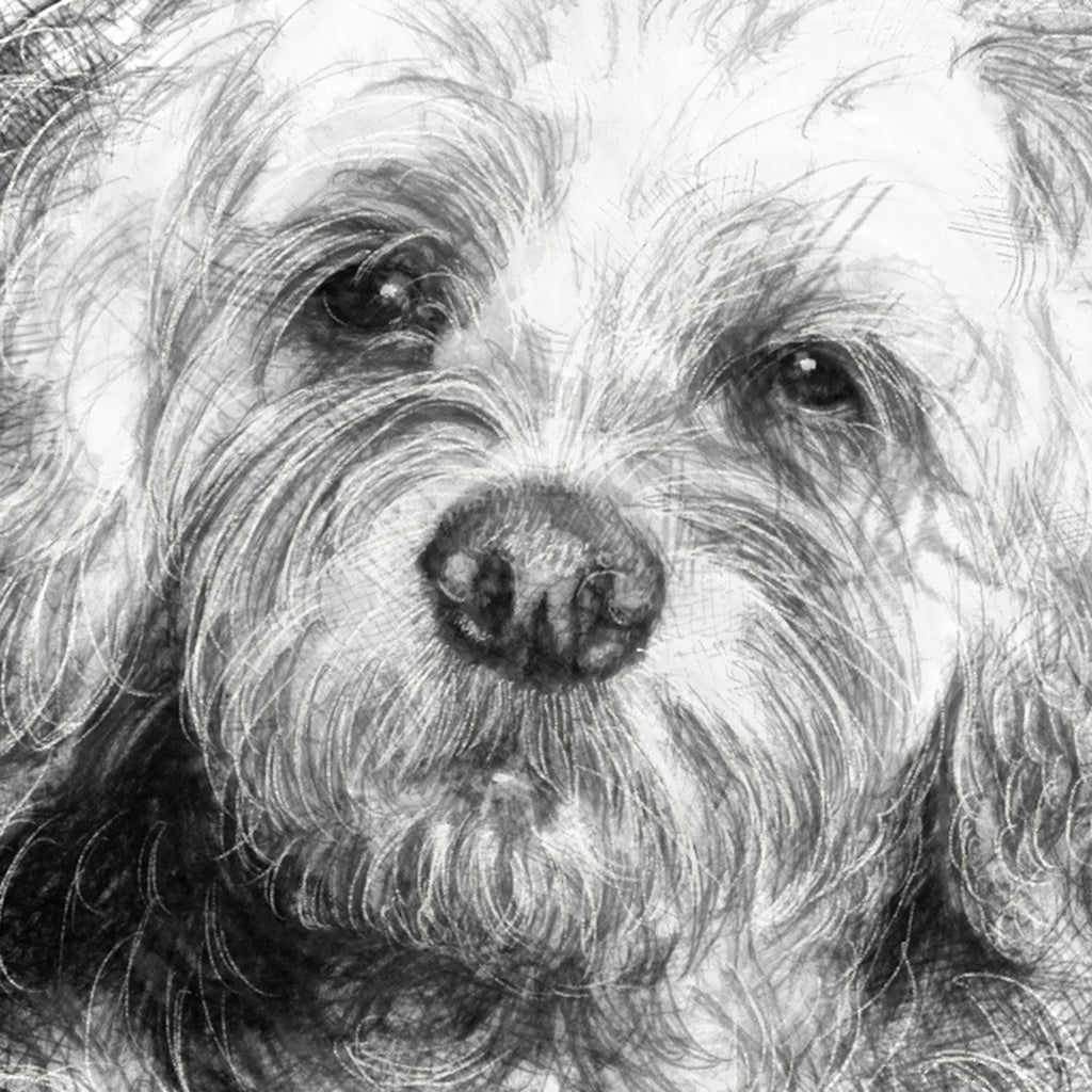 Cockerpoo