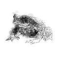 Common toad - BW Sketch
