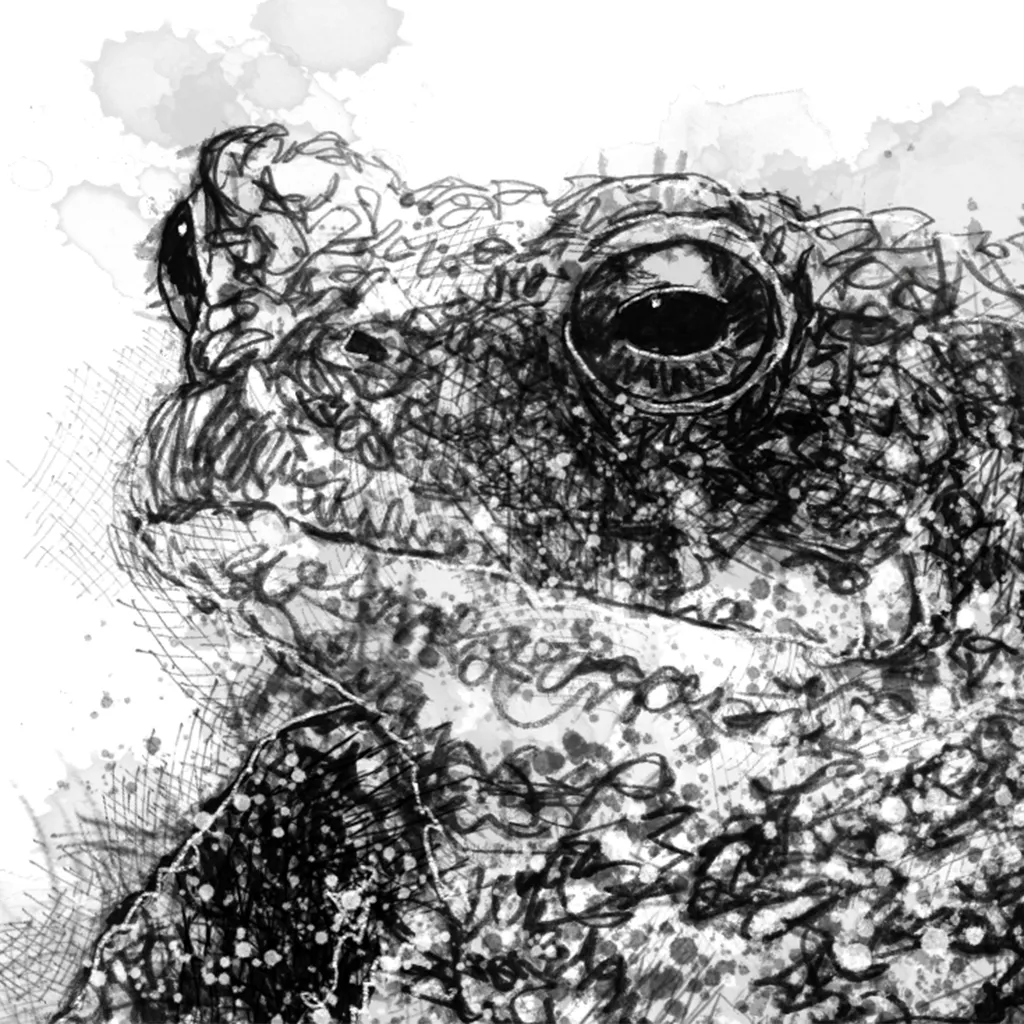 Common toad - BW Sketch