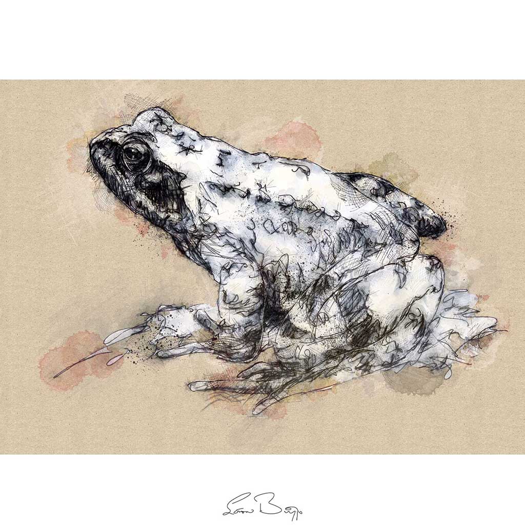 Common frog