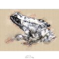 Common frog