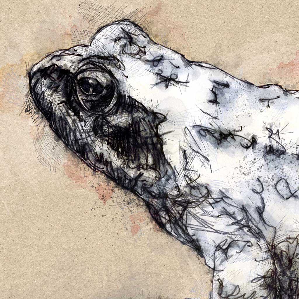 Common frog