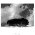 Stormy copse