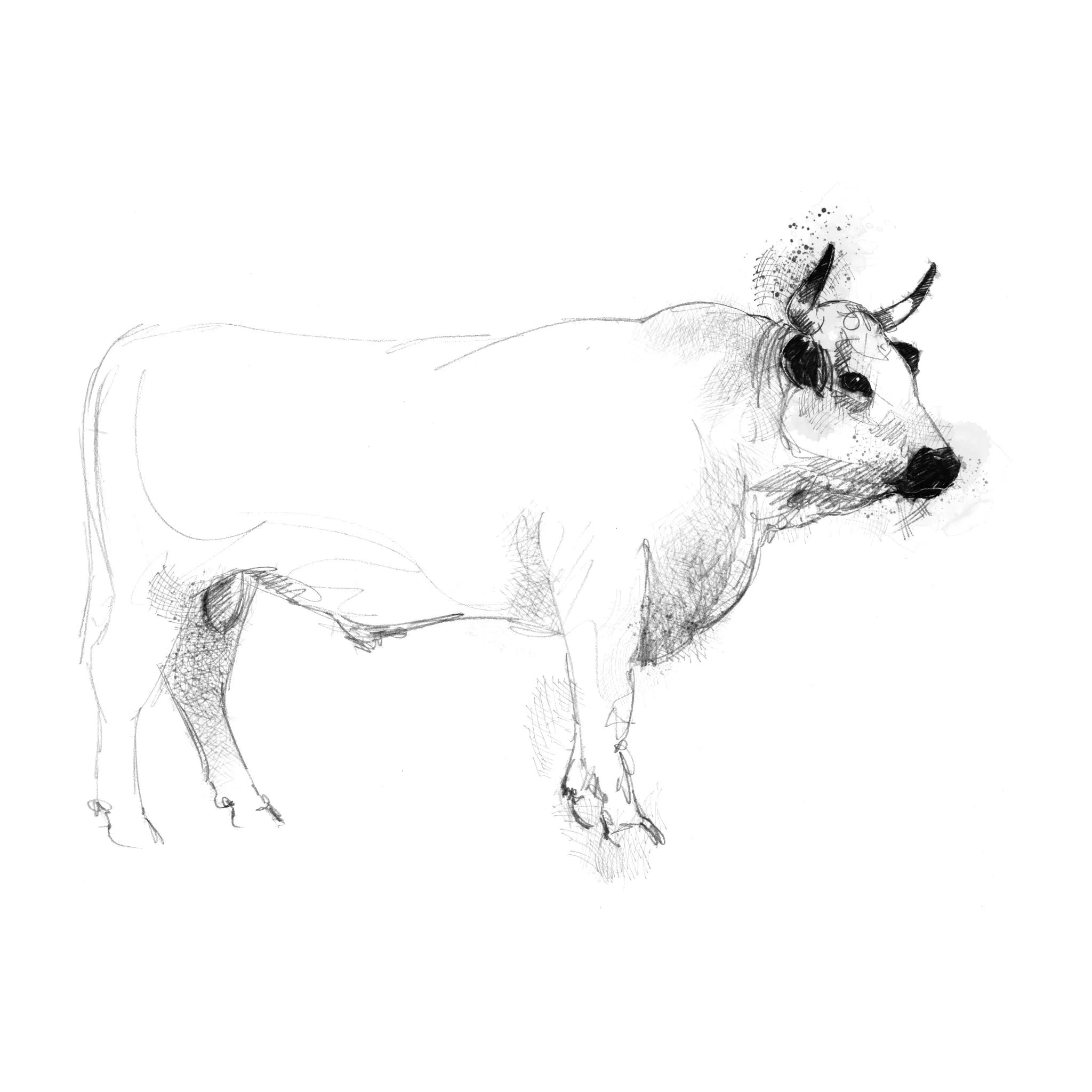 White park bull - BW Sketch