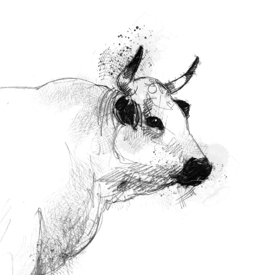 White park bull - BW Sketch