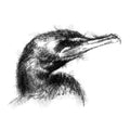 Cormorant