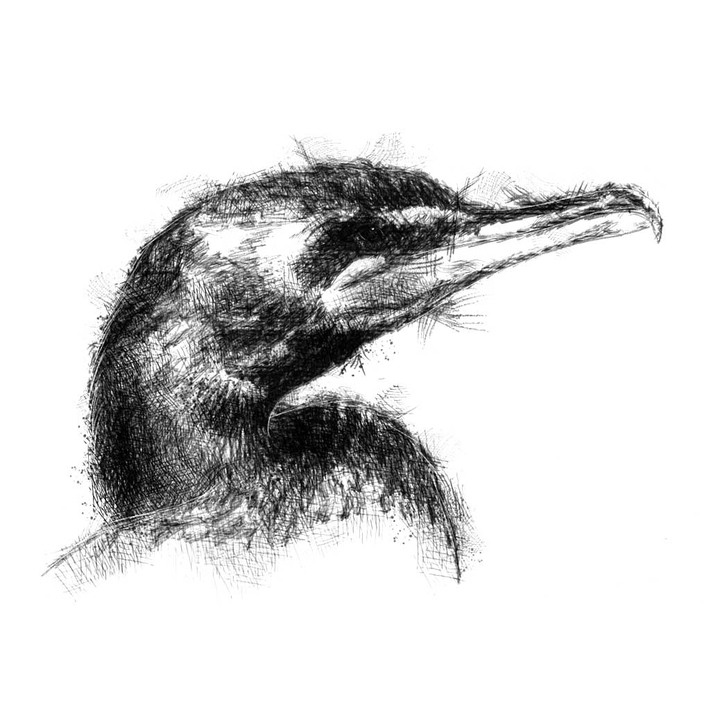 Cormorant