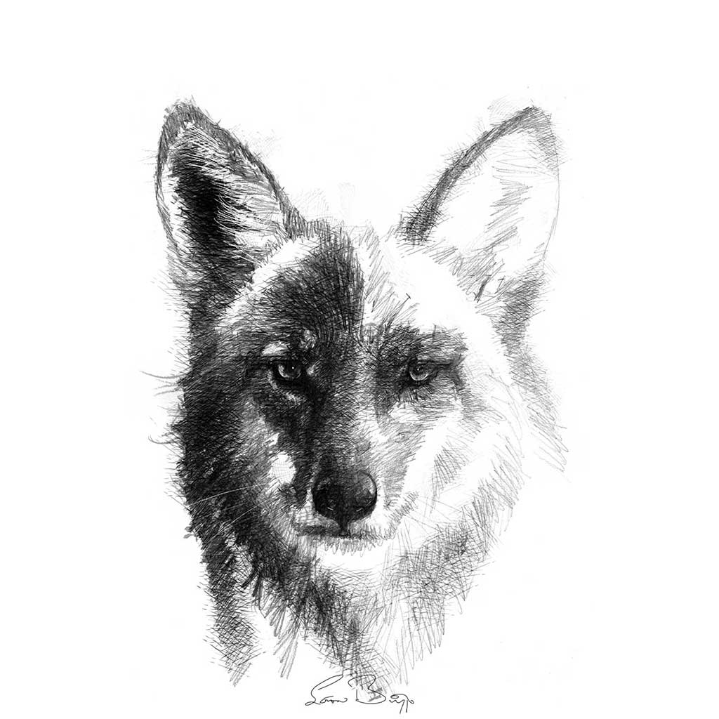 Coyote drawing