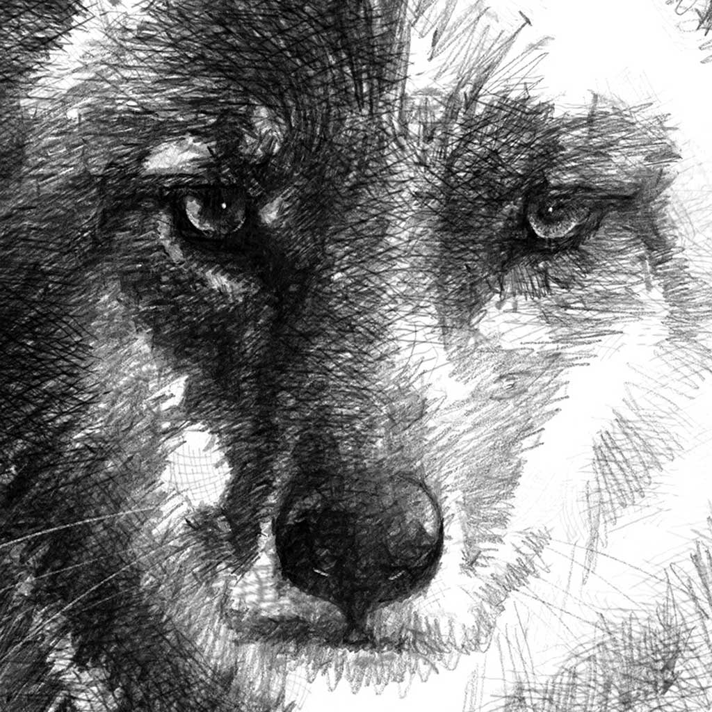 Coyote drawing