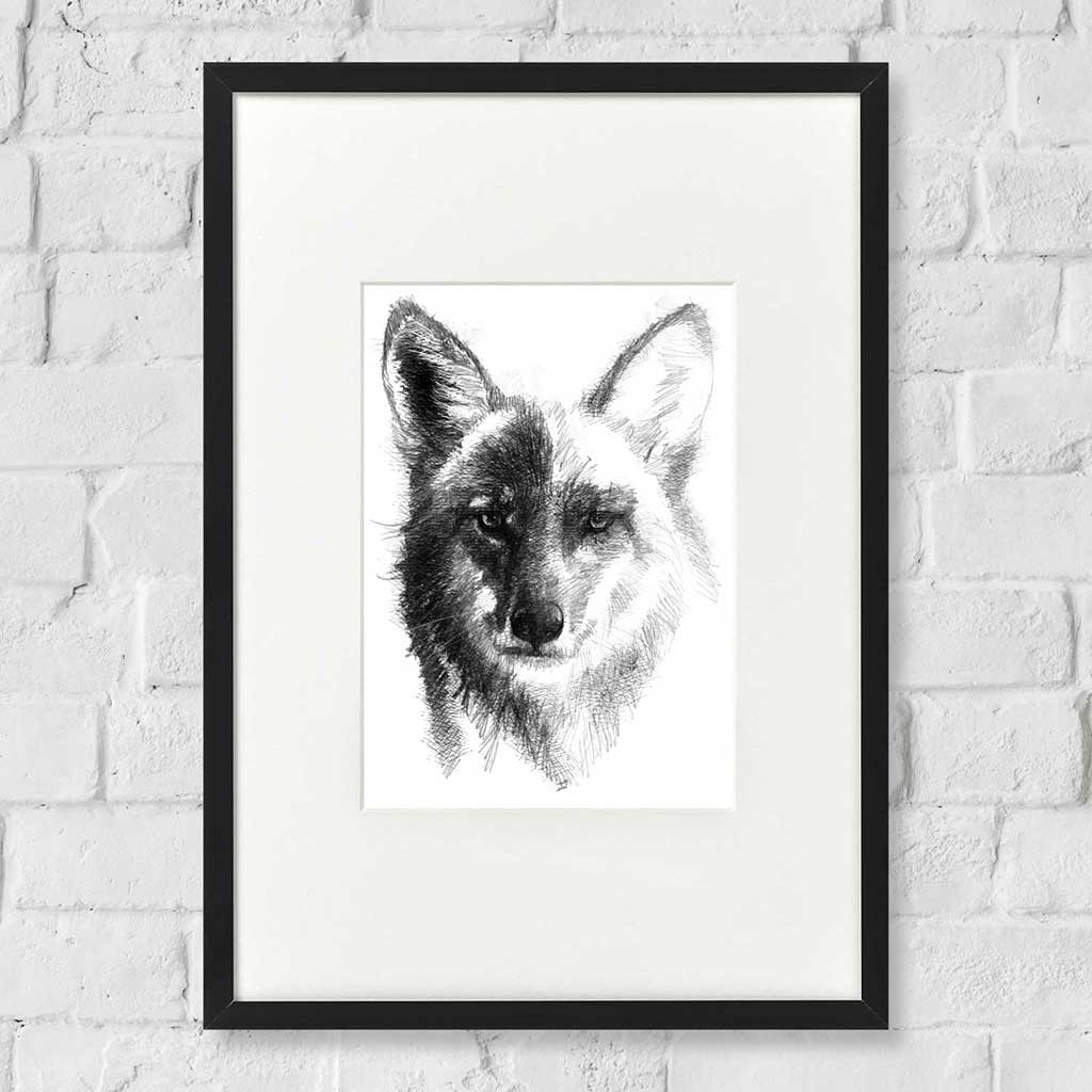 Coyote drawing