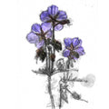 Cranesbill