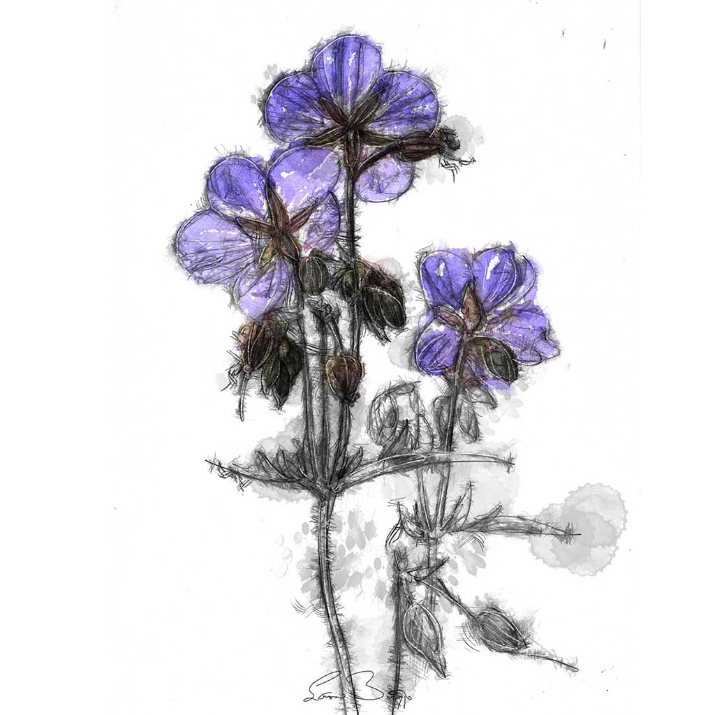Cranesbill