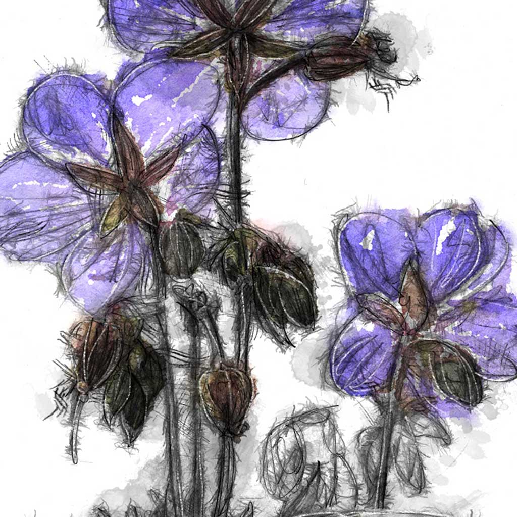 Cranesbill