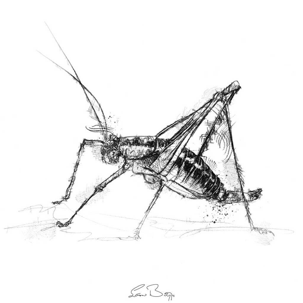 Cricket