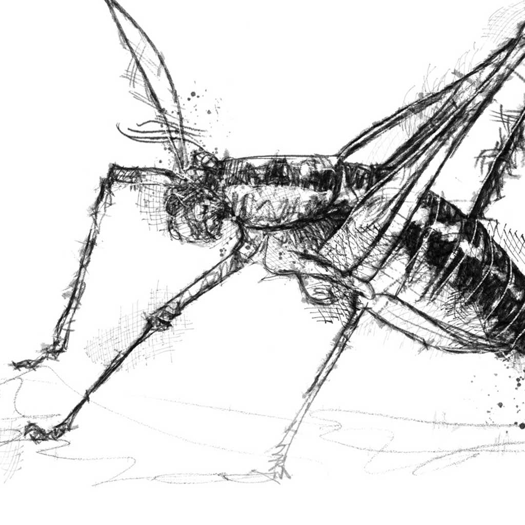 Cricket