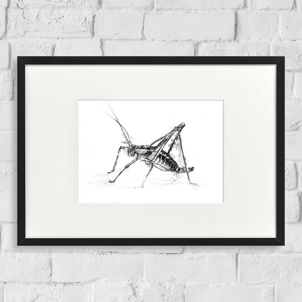 Cricket