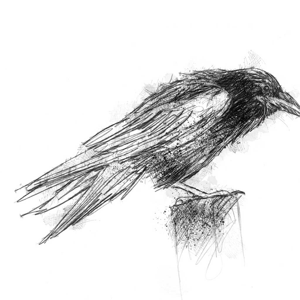 Crow hunched