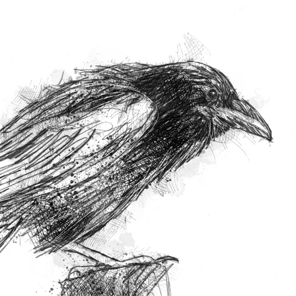 Crow hunched