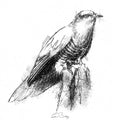 Cuckoo