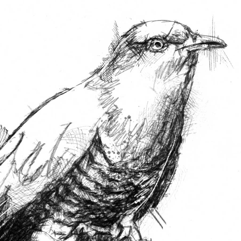 Cuckoo