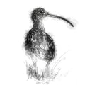Curlew