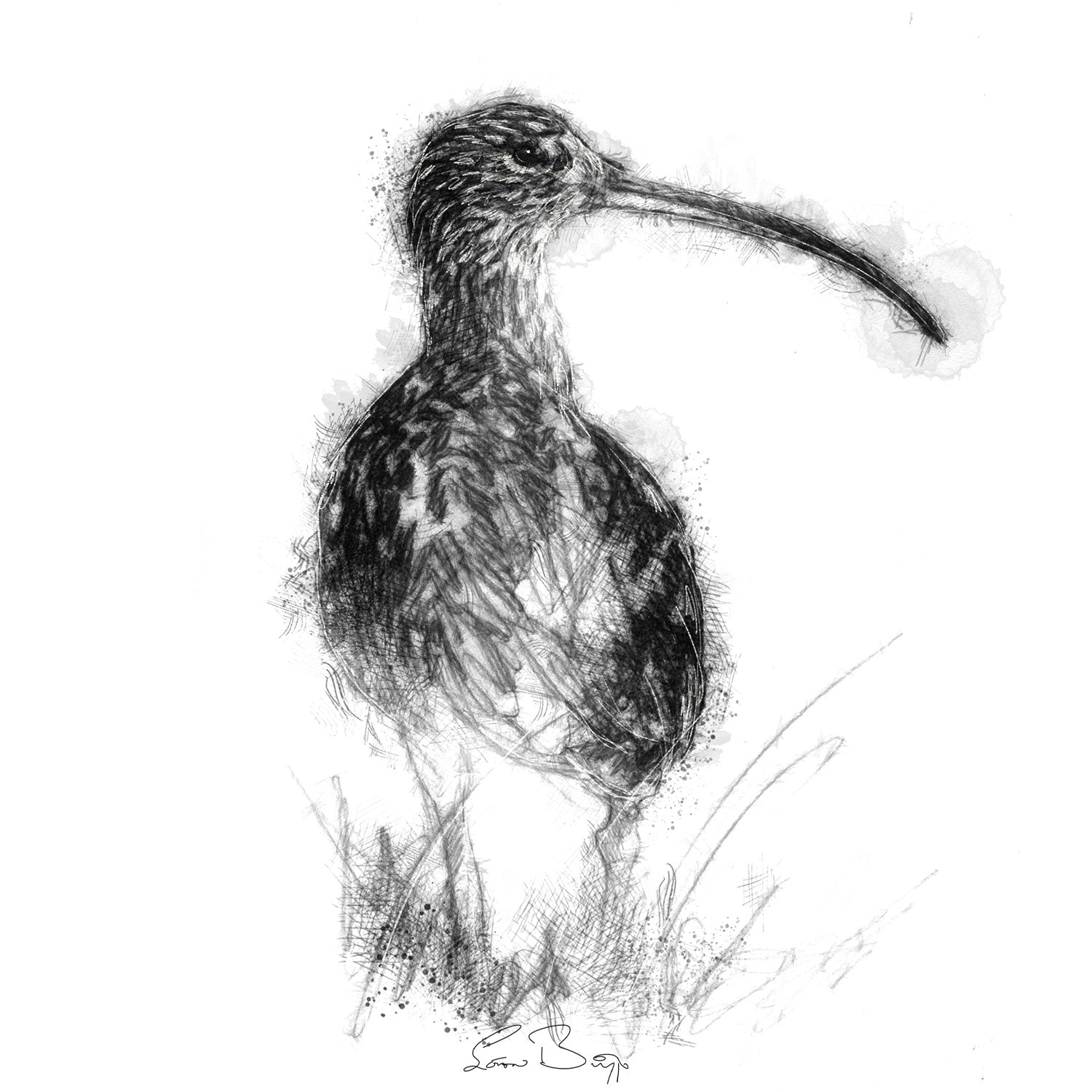 Curlew