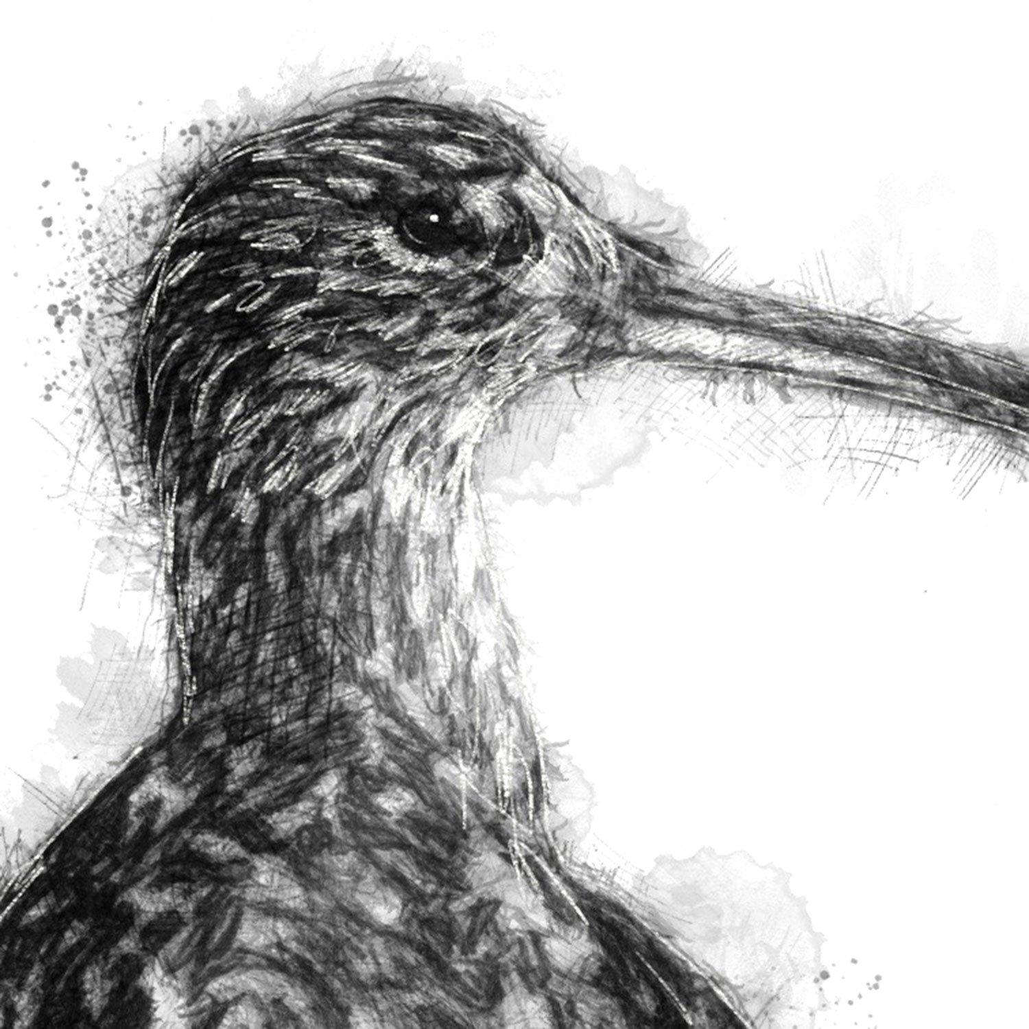 Curlew