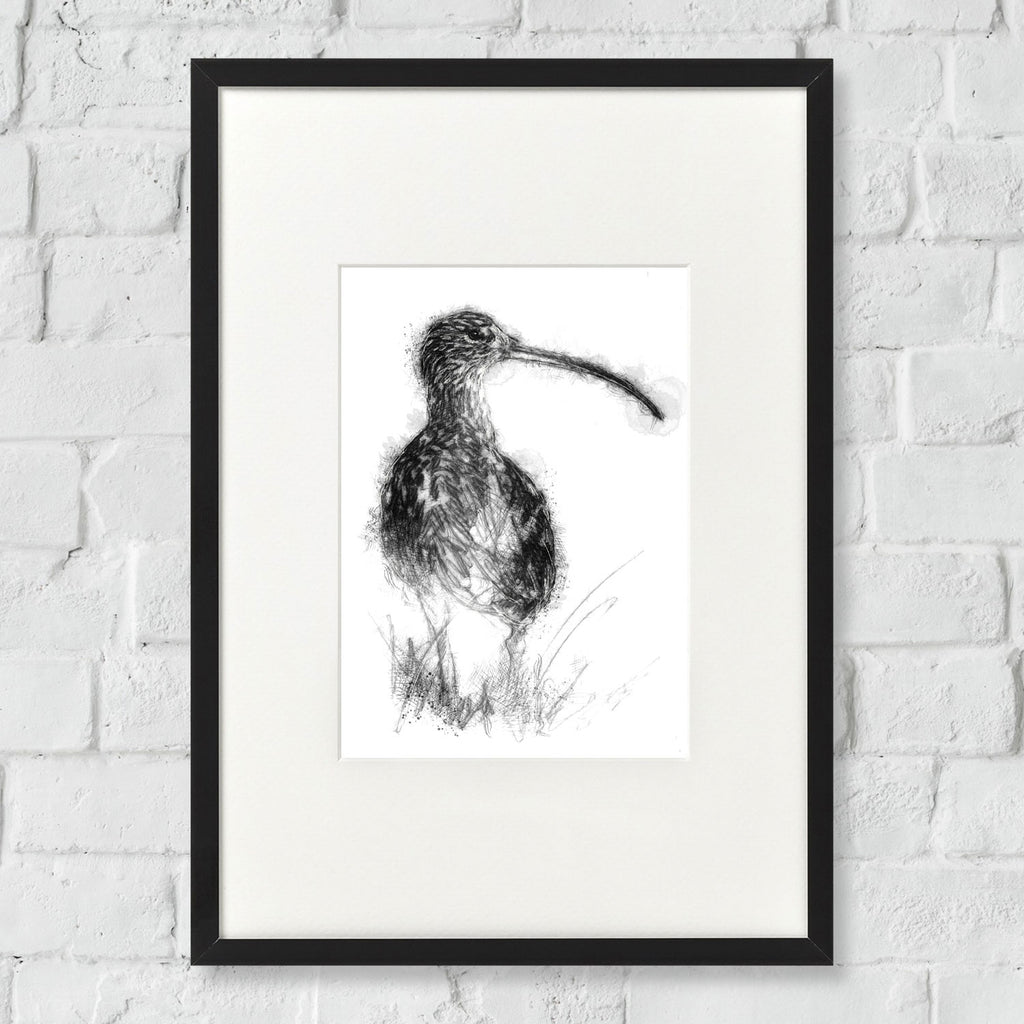 Curlew