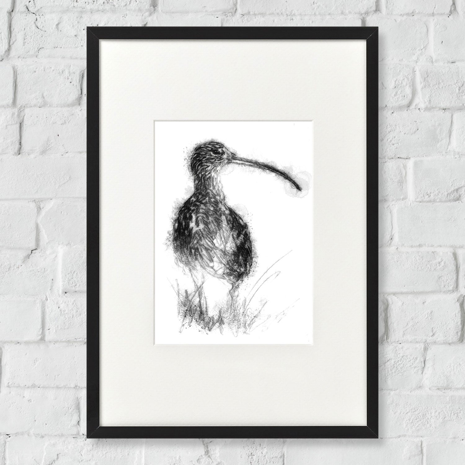 Curlew