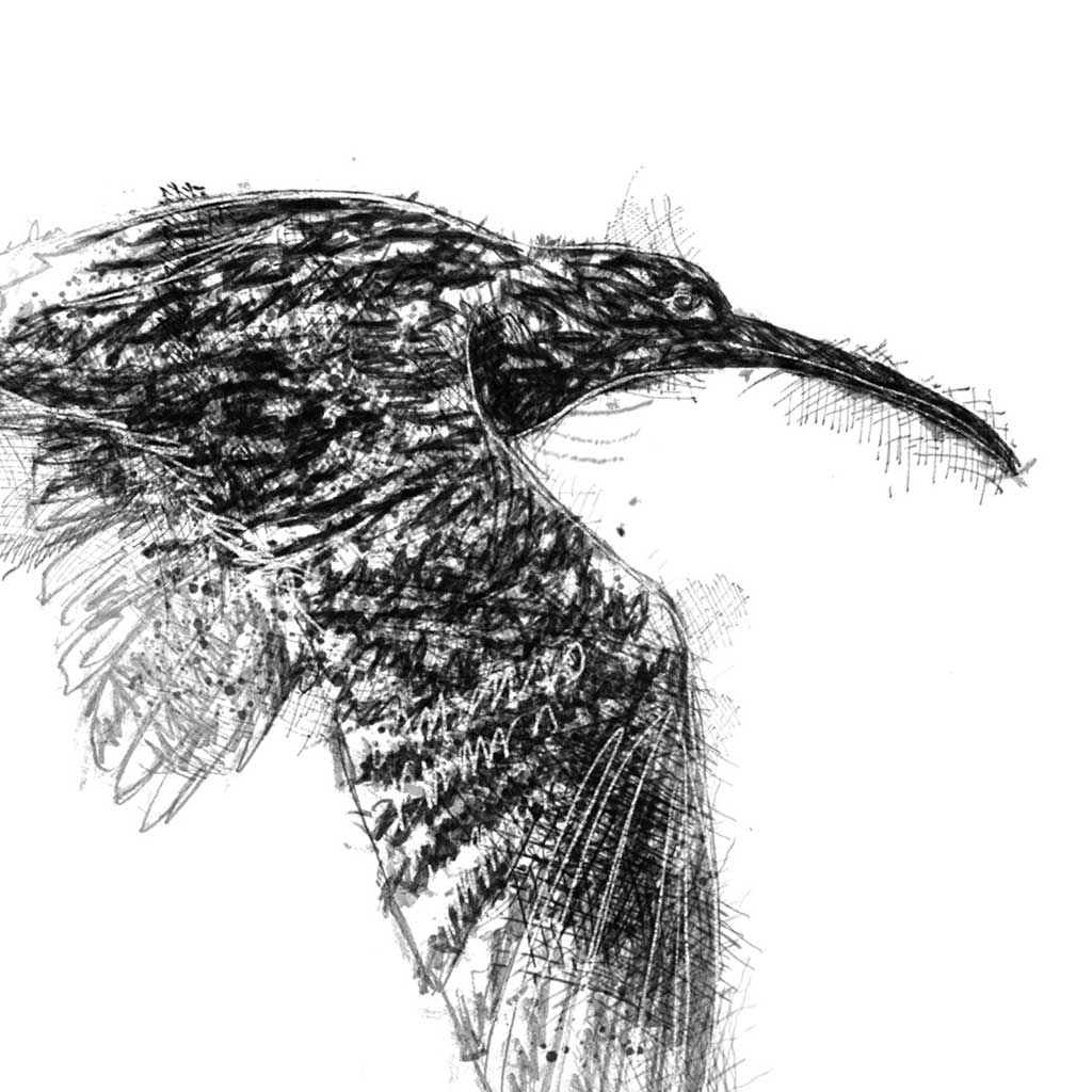 Curlew flight
