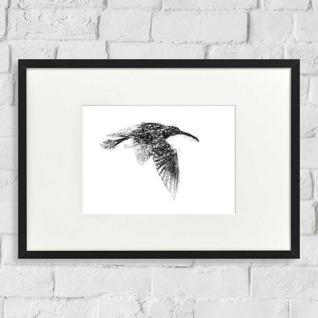 Curlew flight