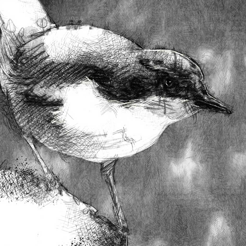 Dipper bird
