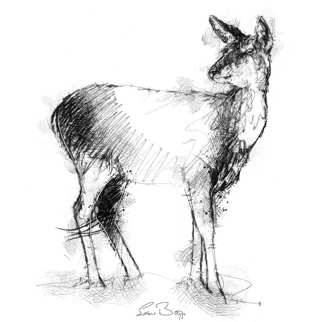 Doe a deer