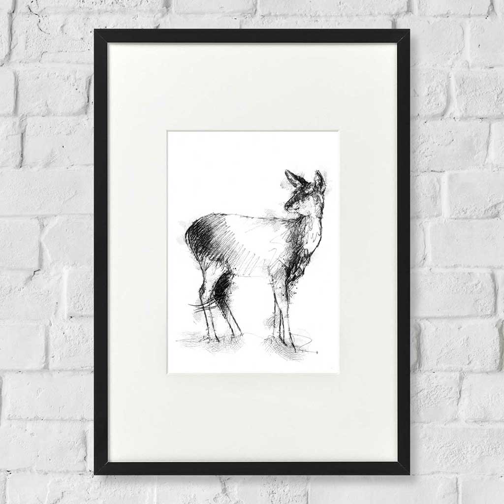 Doe a deer