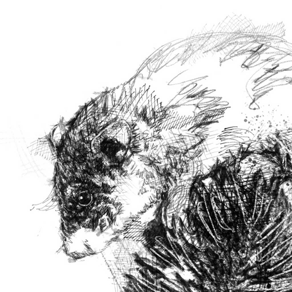 Dormouse