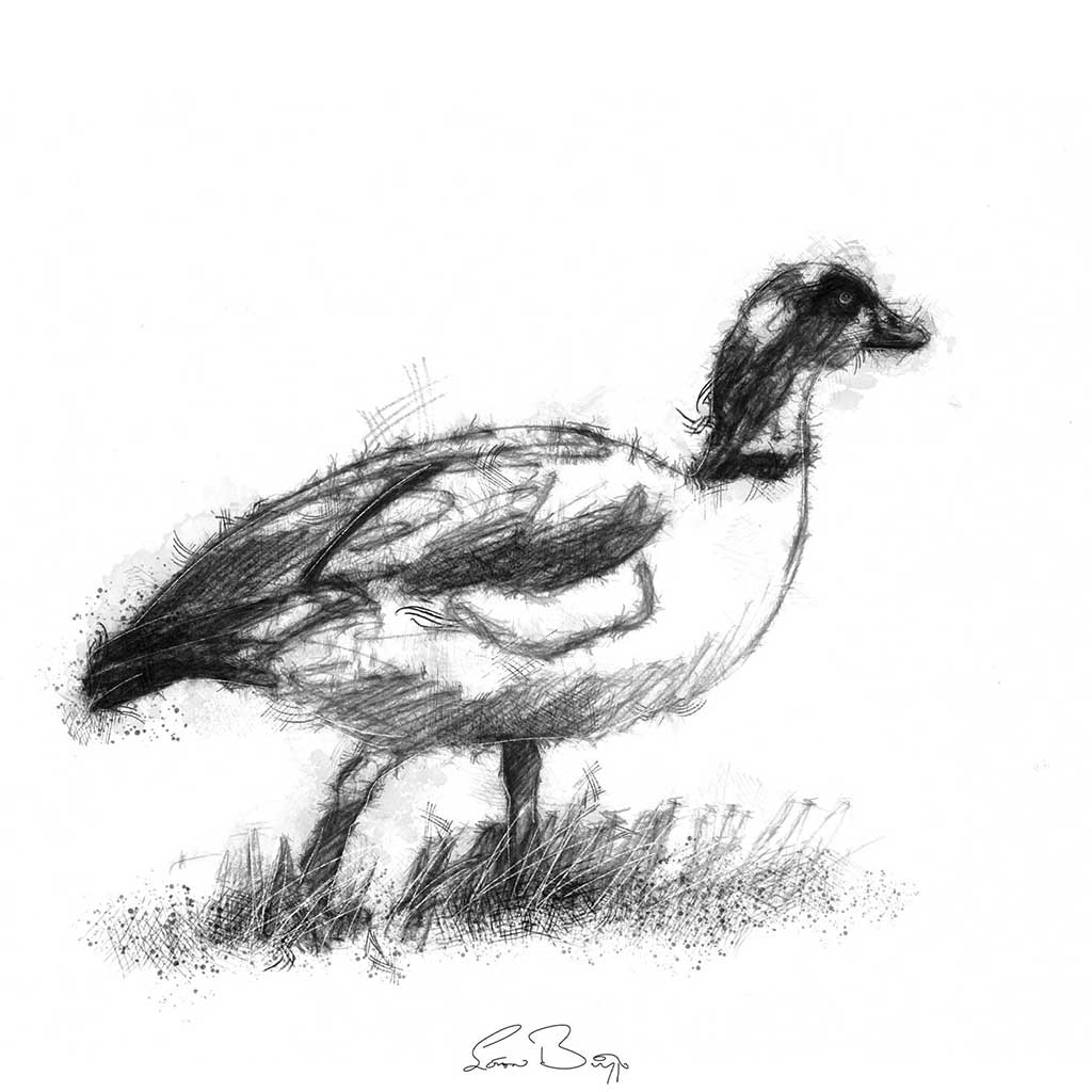 Duck