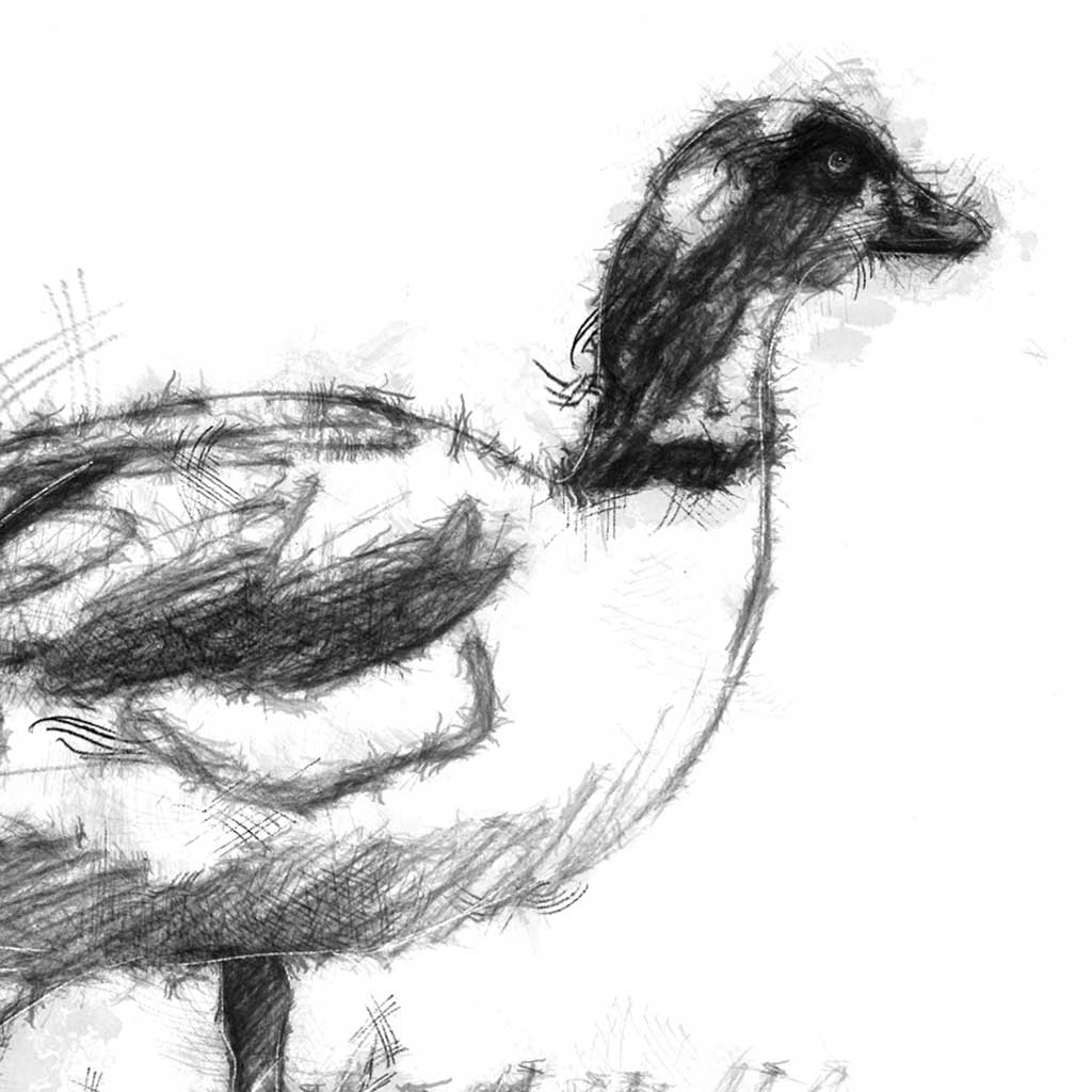 Duck