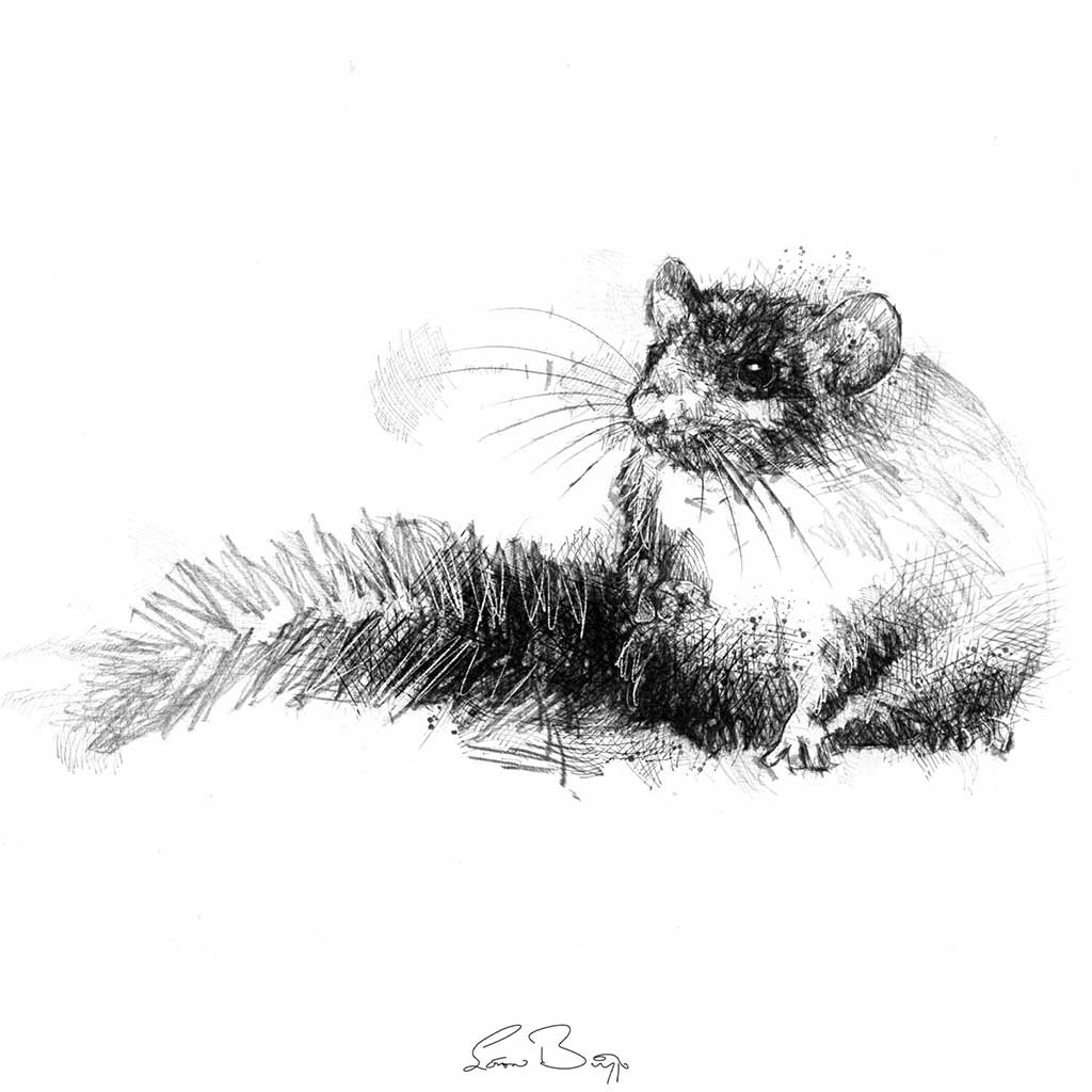 Edible dormouse