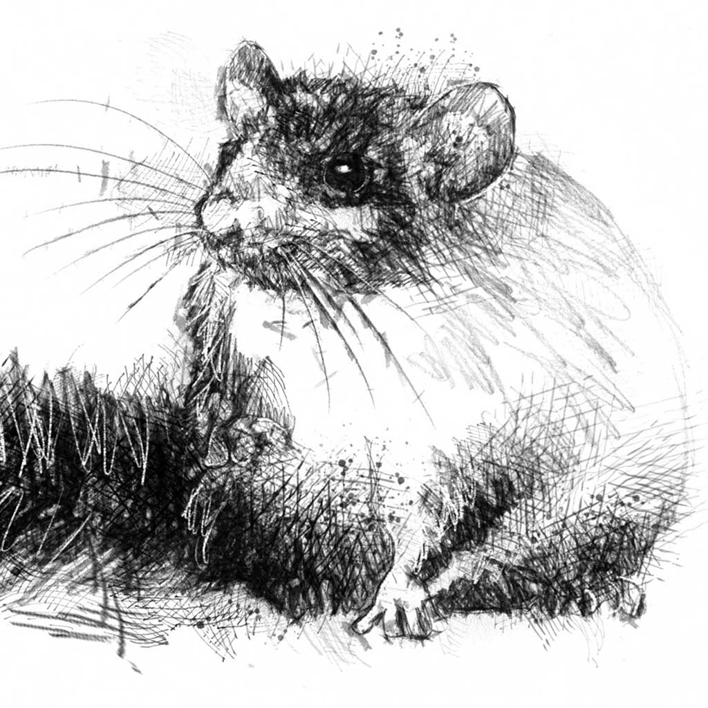 Edible dormouse