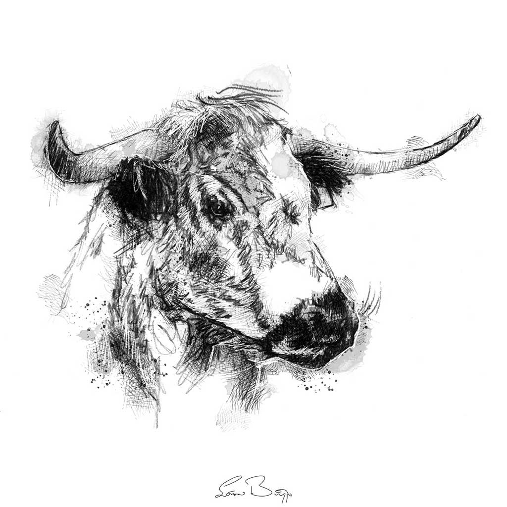 English longhorn cow
