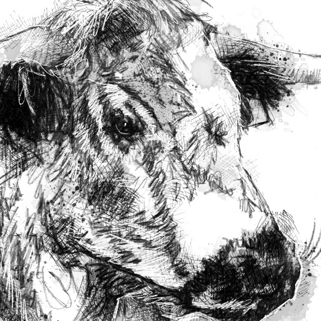 English longhorn cow