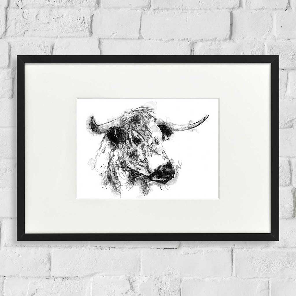 English longhorn cow
