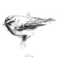 Firecrest