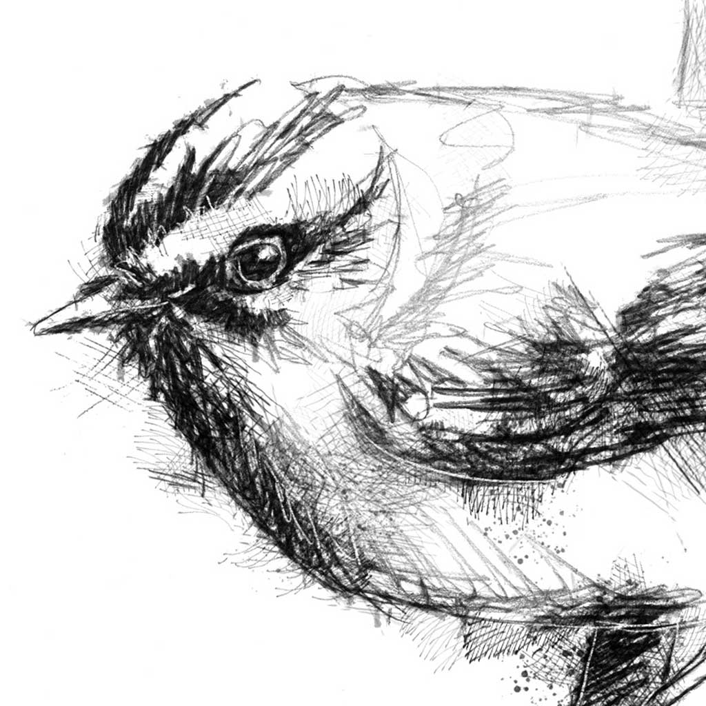 Firecrest