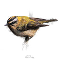 Firecrest colour