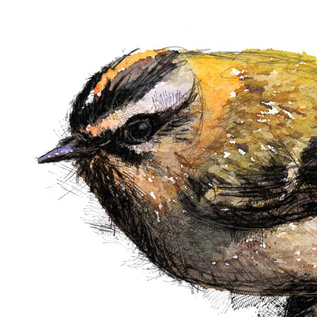 Firecrest colour