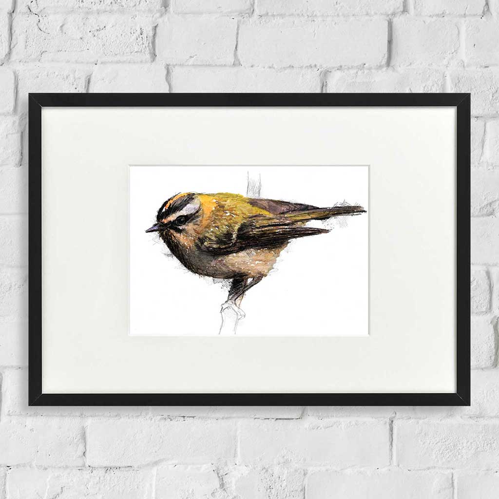 Firecrest colour